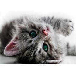 Sweet kitten fotobehang, poezen behang, huisdieren behang