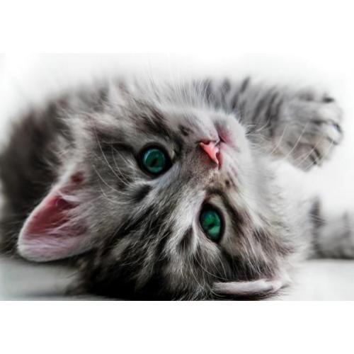 Sweet kitten fotobehang, poezen behang, huisdieren behang
