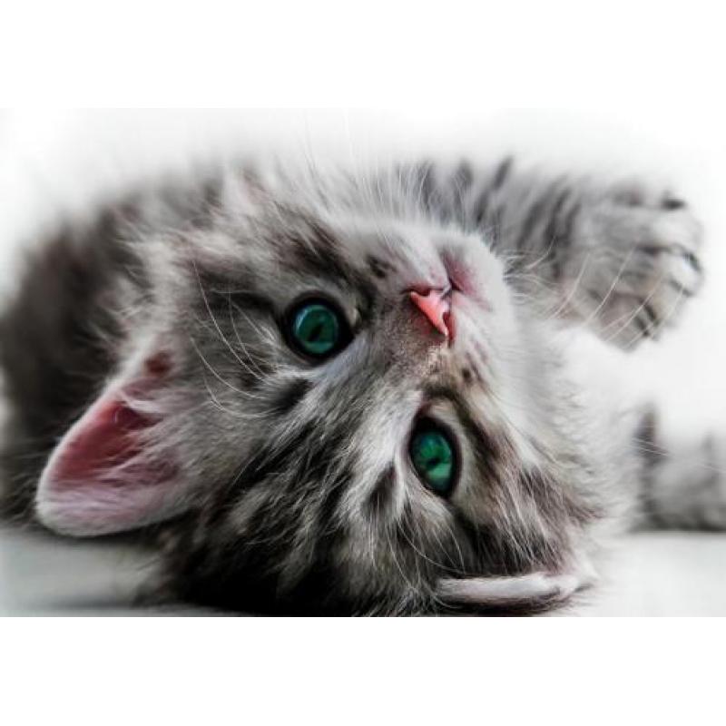 Sweet kitten fotobehang, poezen behang, huisdieren behang