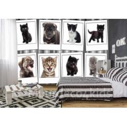 Sweet kitten fotobehang, poezen behang, huisdieren behang
