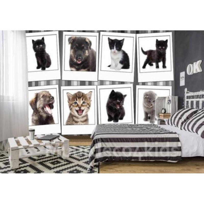 Sweet kitten fotobehang, poezen behang, huisdieren behang